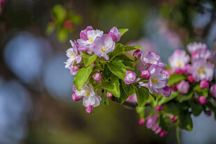 枝头绽放的粉嫩苹果花