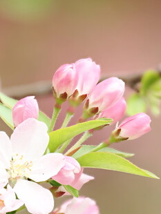 粉嫩绽放的娇艳苹果花
