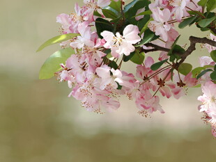 枝头绽放的粉嫩花朵