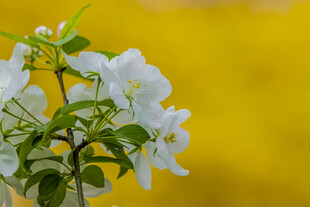 瓶中绽放的洁白花朵