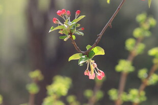枝头绽放的娇艳红色花朵