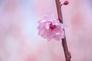 一枝粉嫩绽放的娇艳桃花