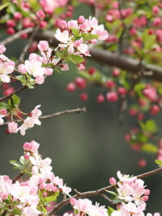 春日绽放的粉嫩花枝