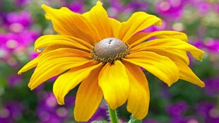 黄色黑心菊特写