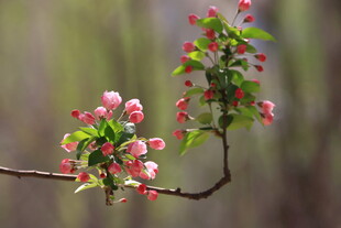 枝头绽放的粉嫩苹果花