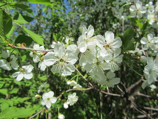 枝头绽放的洁白花朵
