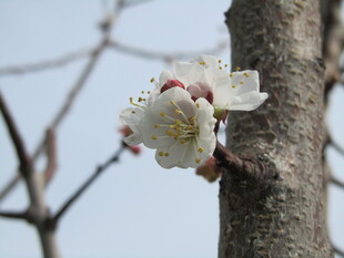 枝头绽放的洁白花朵