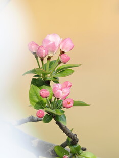 娇艳粉色花枝绽放