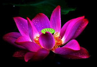 梦幻紫色莲花绽放