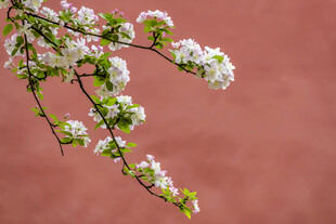 粉墙前绽放的娇艳花枝