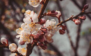 春日绽放的娇艳杏花