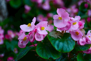 娇艳粉色秋海棠绽放