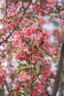 盛开的粉色繁花