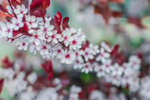 枝头绽放的红白相间花朵