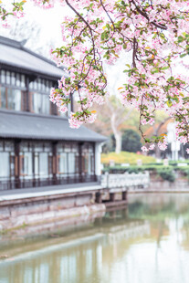河畔古建旁绽放的烂漫樱花