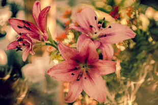 娇艳粉色百合花绽放