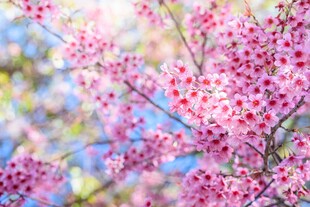 烂漫粉色花枝绽放