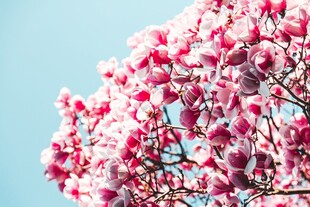 盛开的粉色繁花