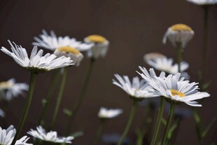 清新小白菊绽放瞬间