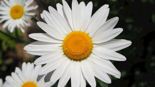 清新雏菊花朵特写