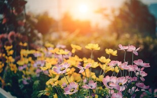 夕阳下的绚烂花丛