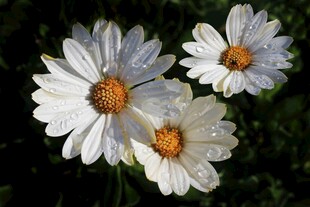三朵清新小白菊