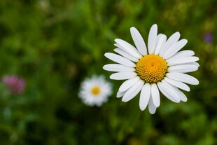 白色雏菊绽放于绿野