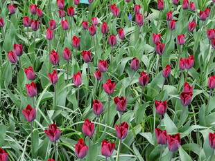 红色郁金香花海