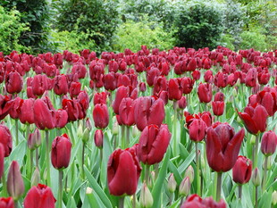 绚烂郁金香花海