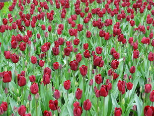 红色郁金香花海