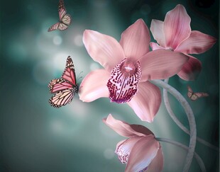 粉蝶兰花图