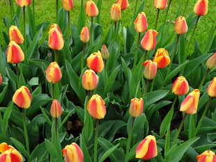 多彩郁金香绽放的美丽花田