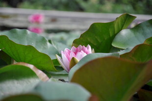 粉色睡莲绽放于绿叶间