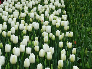 白色郁金香花海美景