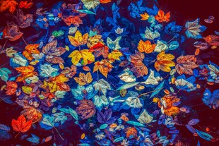 绚丽多彩花卉抽象图案