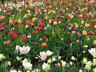 五彩斑斓的郁金香花海