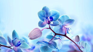 梦幻蓝紫色系美丽兰花