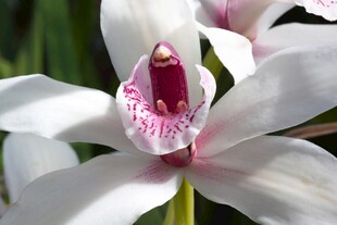 优雅白色兰花特写