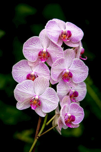 粉色蝴蝶兰绽放