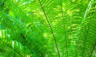 翠绿蕨类植物特写