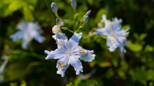 蓝白小花绽放绿意间