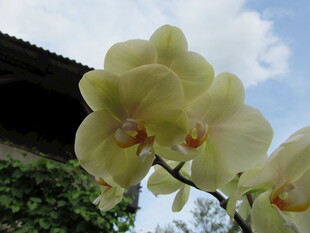 黄蝴蝶兰绽放于户外