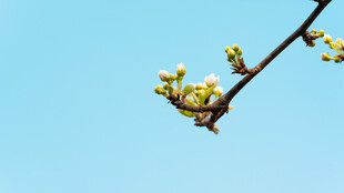 枝头繁花绽于蓝天之下