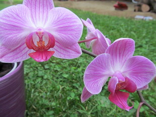 娇艳粉色蝴蝶兰绽放