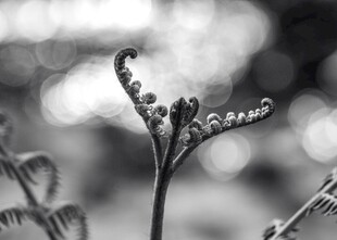 卷曲蕨类植物的独特形态