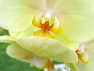 黄色蝴蝶兰特写