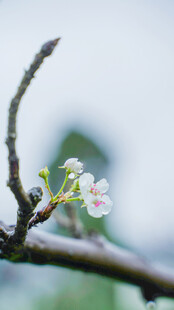枝头绽放的娇嫩梨花