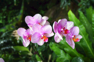 娇艳粉色兰花绽放