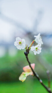 枝头绽放的素雅小白花