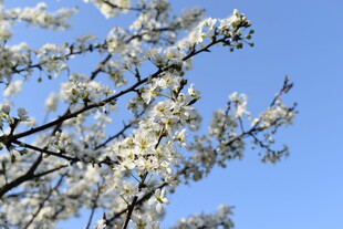 蓝天映衬下的绽放花枝